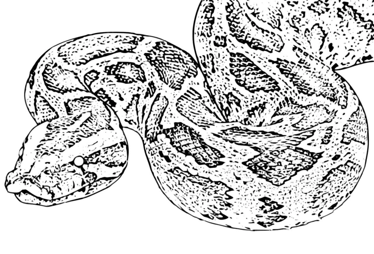 Thick anaconda coloring book